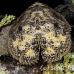 lobster_slipper_3fw_lc_h_0320_cay0442.jpg
